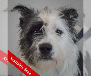 Mutt Dogs for adoption in Huntley, IL, USA