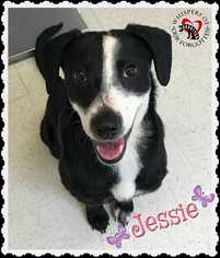 Border Collie-Unknown Mix Dogs for adoption in South Mills, NC, USA