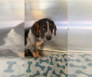 Dachshund-Unknown Mix Dogs for adoption in San Andreas, CA, USA