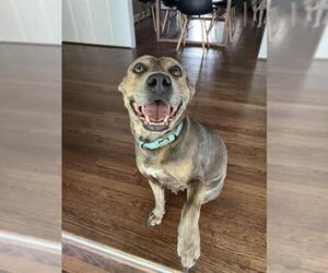 American Pit Bull Terrier-Unknown Mix Dogs for adoption in Pasadena, TX, USA