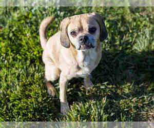 Puggle Dogs for adoption in Placerville, CA, USA