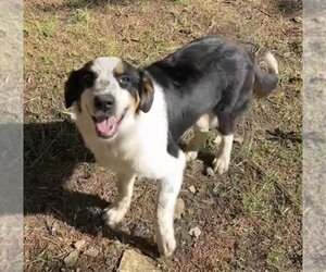 Great Pyrenees-Unknown Mix Dogs for adoption in Harrison, AR, USA