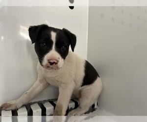 Australian Cattle Dog-Unknown Mix Dogs for adoption in Visalia, CA, USA