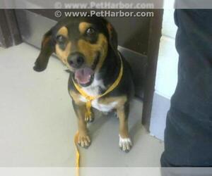 Doxle Dogs for adoption in Corpus Christi, TX, USA
