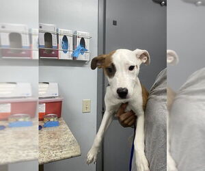 Parson Russell Terrier-Unknown Mix Dogs for adoption in Tallahassee, FL, USA