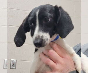 Doxle Dogs for adoption in Canton, CT, USA