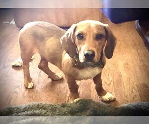 Doxle Dogs for adoption in Staunton, VA, USA