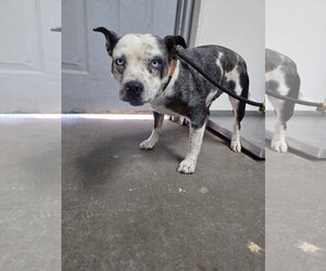 Mutt Dogs for adoption in Las Vegas, NM, USA