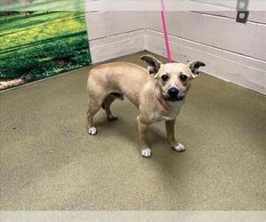 Chihuahua-Unknown Mix Dogs for adoption in Moreno Valley, CA, USA