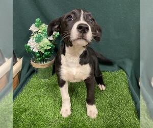 American Staffordshire Terrier-Unknown Mix Dogs for adoption in Modesto, CA, USA