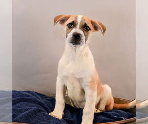 Great Pyrenees-Pointer Mix Dogs for adoption in Sheridan, CO, USA