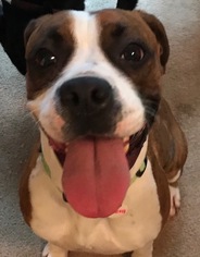 Boxer-Unknown Mix Dogs for adoption in Issaquah, WA, USA