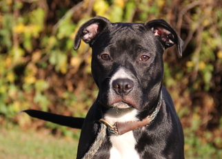 American Pit Bull Terrier Dogs for adoption in Mount Carmel, IL, USA