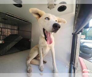 Huskies -Labrador Retriever Mix Dogs for adoption in Houston, TX, USA