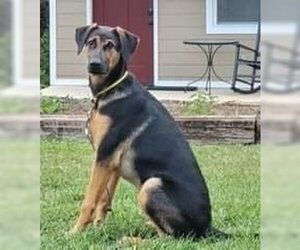 Doberman Pinscher-German Shepherd Dog Mix Dogs for adoption in Rustburg, VA, USA
