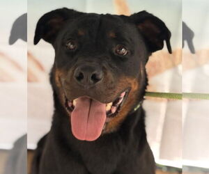 Rottweiler Dogs for adoption in Hillsboro, NH, USA
