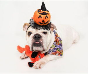 Olde Bulldog Dogs for adoption in phoenix, AZ, USA