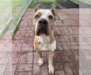 Mastiff-Unknown Mix Dogs for adoption in Lakewood, CO, USA