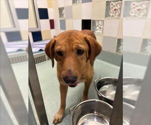 Labrador Retriever-Unknown Mix Dogs for adoption in Plano, TX, USA