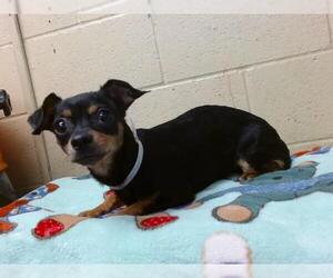 Miniature Pinscher Dogs for adoption in Downey, CA, USA