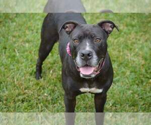 American Staffordshire Terrier-Unknown Mix Dogs for adoption in Ocoee, FL, USA