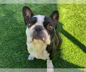 French Bulldog Dogs for adoption in Orange, CA, USA