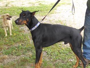 Doberman Pinscher Dogs for adoption in Zaleski, OH, USA