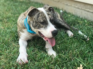 Small American Pit Bull Terrier-Catahoula Leopard Dog Mix