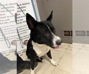 Border Collie Dogs for adoption in Stockton, CA, USA