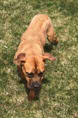 Muscle Mastiff Dogs for adoption in Mundelein, IL, USA
