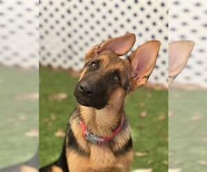 German Shepherd Dog Dogs for adoption in San Diego, CA, USA