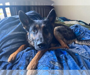 German Shepherd Dog-Unknown Mix Dogs for adoption in Fort Collins, CO, USA