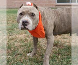 American Staffordshire Terrier-Unknown Mix Dogs for adoption in San Antonio, TX, USA