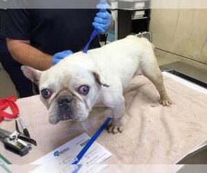 French Bulldog Dogs for adoption in Riverside, CA, USA