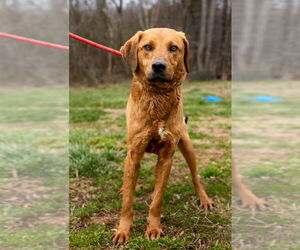 Labrador Retriever Dogs for adoption in Sparta, TN, USA