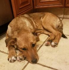Shollie Dogs for adoption in Cincinnati, OH, USA