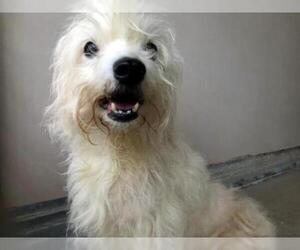 Maltese Dogs for adoption in San Clemente, CA, USA