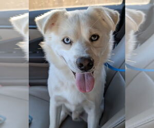 Siberian Husky-Unknown Mix Dogs for adoption in Oakhurst, NJ, USA