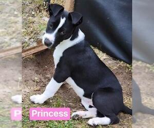 Boxer-German Shepherd Dog Mix Dogs for adoption in Alexandria, VA, USA