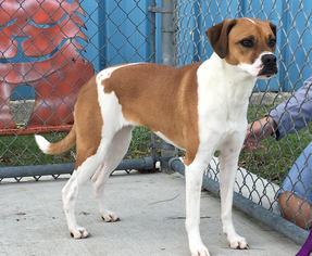 Boxer-Unknown Mix Dogs for adoption in Manteo, NC, USA
