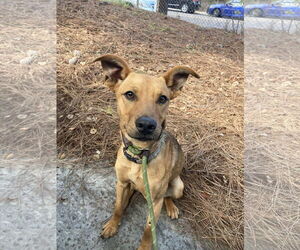 German Shepherd Dog-Unknown Mix Dogs for adoption in San Diego, CA, USA