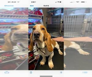 Basset Hound Dogs for adoption in Benton, LA, USA