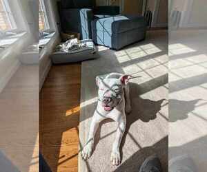 American Pit Bull Terrier Dogs for adoption in Wenonah, NJ, USA