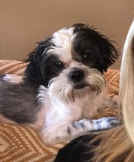 Shih Tzu Dogs for adoption in Mobile, AL, USA