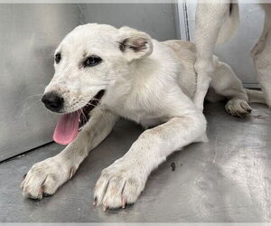 American Pit Bull Terrier-Unknown Mix Dogs for adoption in Waco, TX, USA