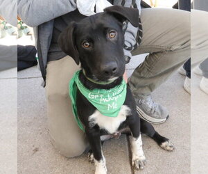 Beagle-Pointer Mix Dogs for adoption in Washington, DC, USA