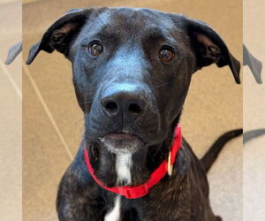 Mutt Dogs for adoption in Jefferson, WI, USA