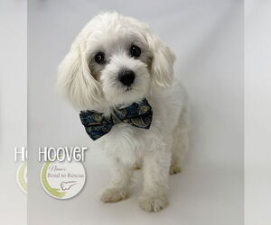 Maltese Dogs for adoption in Benton, LA, USA