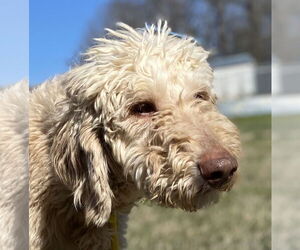 Poodle (Standard) Dogs for adoption in Pacolet, SC, USA