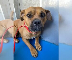 Bullboxer Pit Dogs for adoption in Calgary, Alberta, Canada